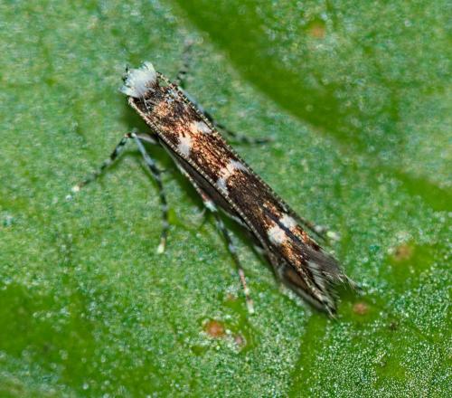 Parectopa robiniella